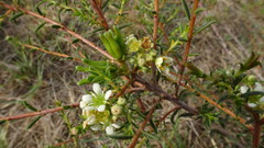Diosma aspalathoides