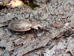 Carabus irregularis