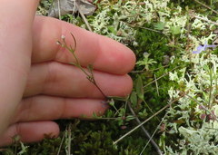 Cardamine parviflora