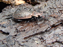 Carabus irregularis