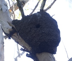 Nasutitermes walkeri