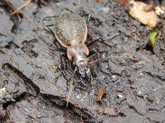 Carabus irregularis