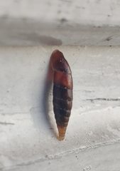 Stigmatica stigmatica