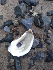 Crassostrea virginica