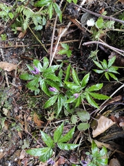 Cardamine glanduligera