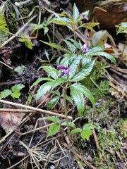 Cardamine glanduligera