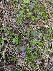 Cardamine glanduligera