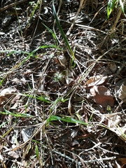 Chiasmia simplicilinea