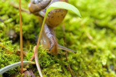 Allogona ptychophora