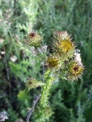 Berkheya carduoides