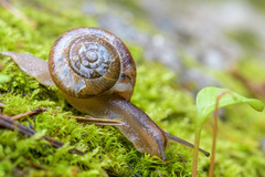 Allogona ptychophora