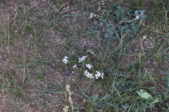 Dontostemon integrifolius