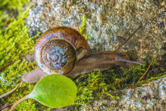 Allogona ptychophora