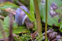 Allogona ptychophora