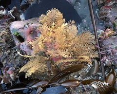 Abietinaria