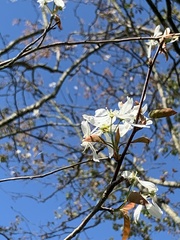 Amelanchier arborea arborea
