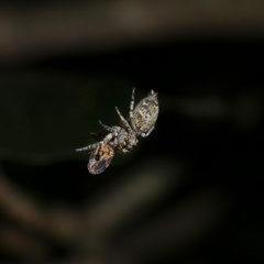 Tusitala hirsuta