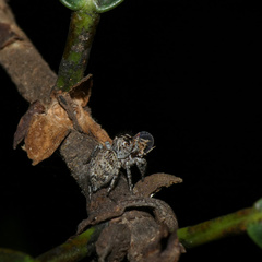 Tusitala hirsuta