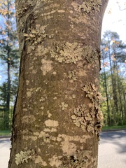 Amelanchier arborea arborea