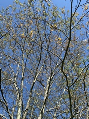 Amelanchier arborea arborea
