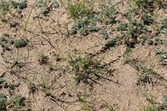 Cleistogenes squarrosa