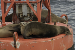 Zalophus californianus