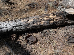 Plicaria endocarpoides