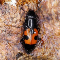 Glischrochilus moratus