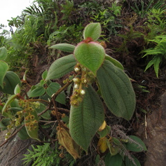 Miconia dependens