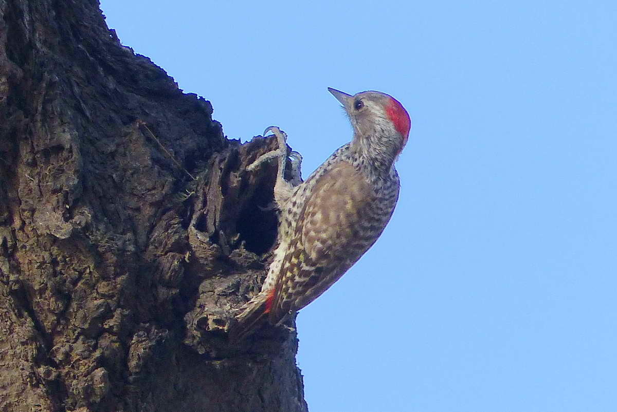 Little Grey Woodpecker illustration
