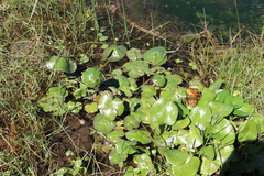 Caltha natans