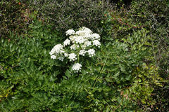 Anisotome lyallii