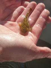 Cottus beldingii