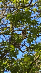 Sciurus carolinensis