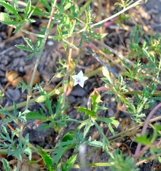 Ipomoea coptica