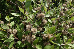 Olearia fragrantissima