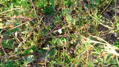 Ipomoea coptica