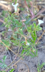 Ipomoea coptica