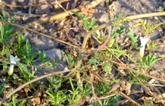 Ipomoea coptica