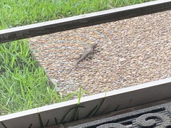 Leiocephalus carinatus