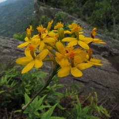 Epidendrum melinanthum