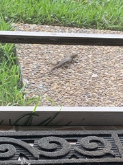 Leiocephalus carinatus