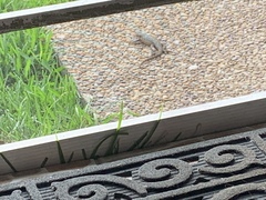 Leiocephalus carinatus