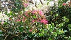 Metrosideros carminea