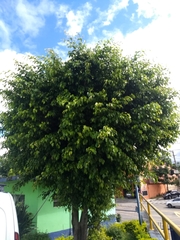 Ficus benjamina