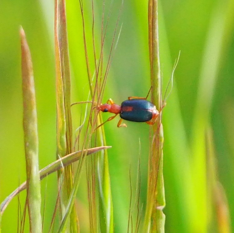 Brachinus sclopeta