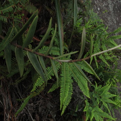 Epidendrum melinanthum