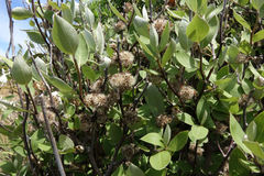 Olearia fragrantissima