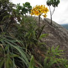 Epidendrum melinanthum