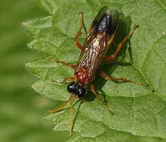 Tenthredo campestris